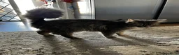 Mixed Breed cats for sale: 5 beautiful kittens (1 boy and 4 girls) - Advert 1