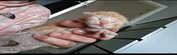 Maine Coon cats for sale: 4 purebreed maincoon babies  - Advert 7