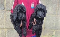 Cockapoo dogs for sale: Cockapoo pups - Image 12