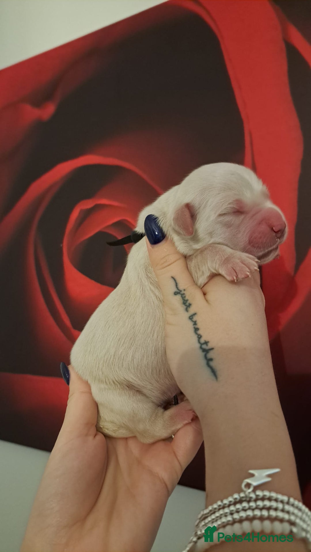 Golden Retriever dogs for sale: European bloodline GR puppies  - Advert 9