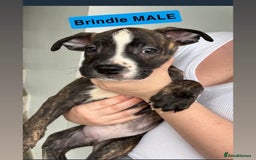 Mixed Breed dogs for sale: Dutch Shepard x American bulldog puppies  - Image 3