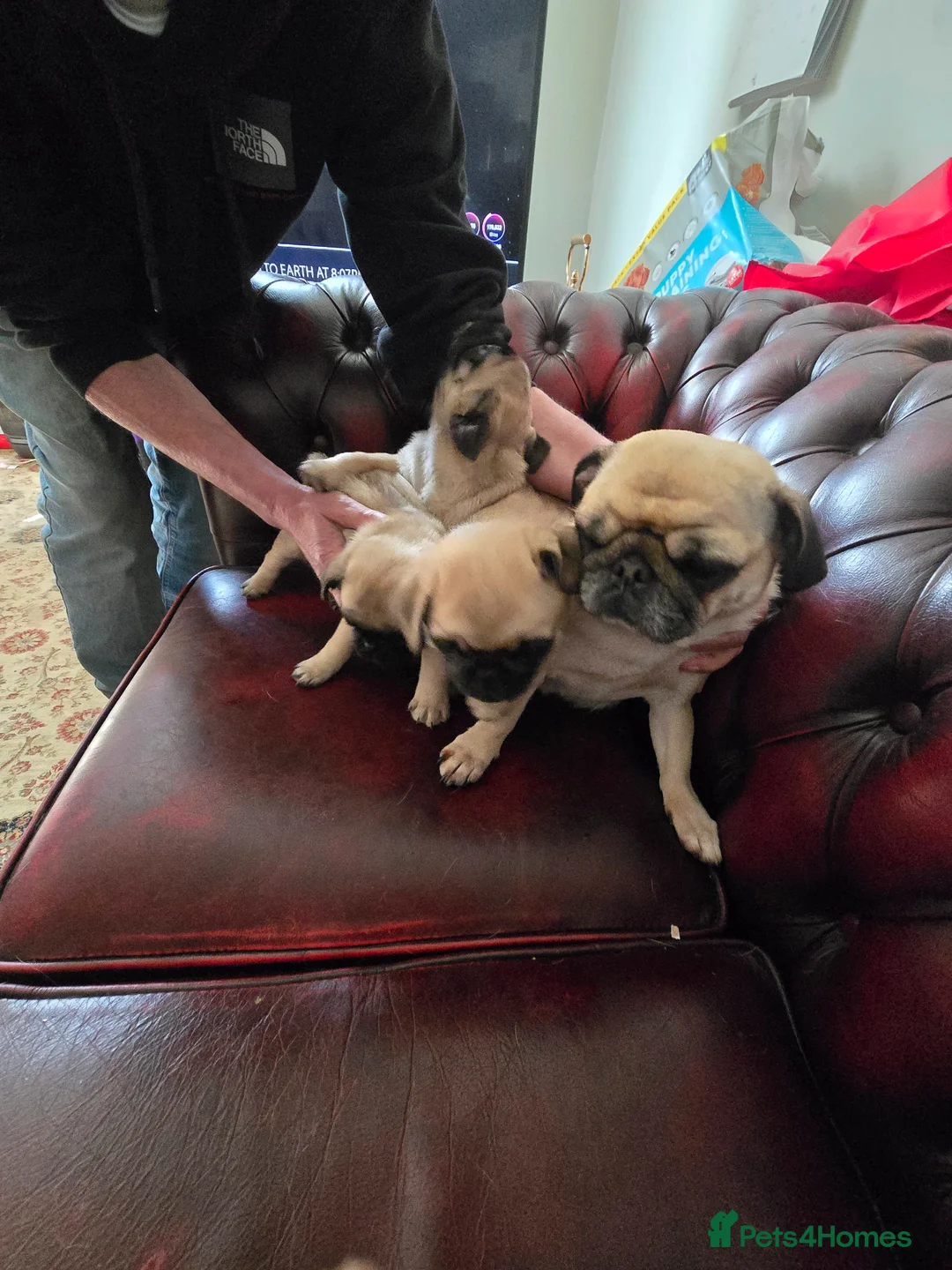 Pug dogs for sale: Baby Pugs for sale. in Newcastle - Advert 4