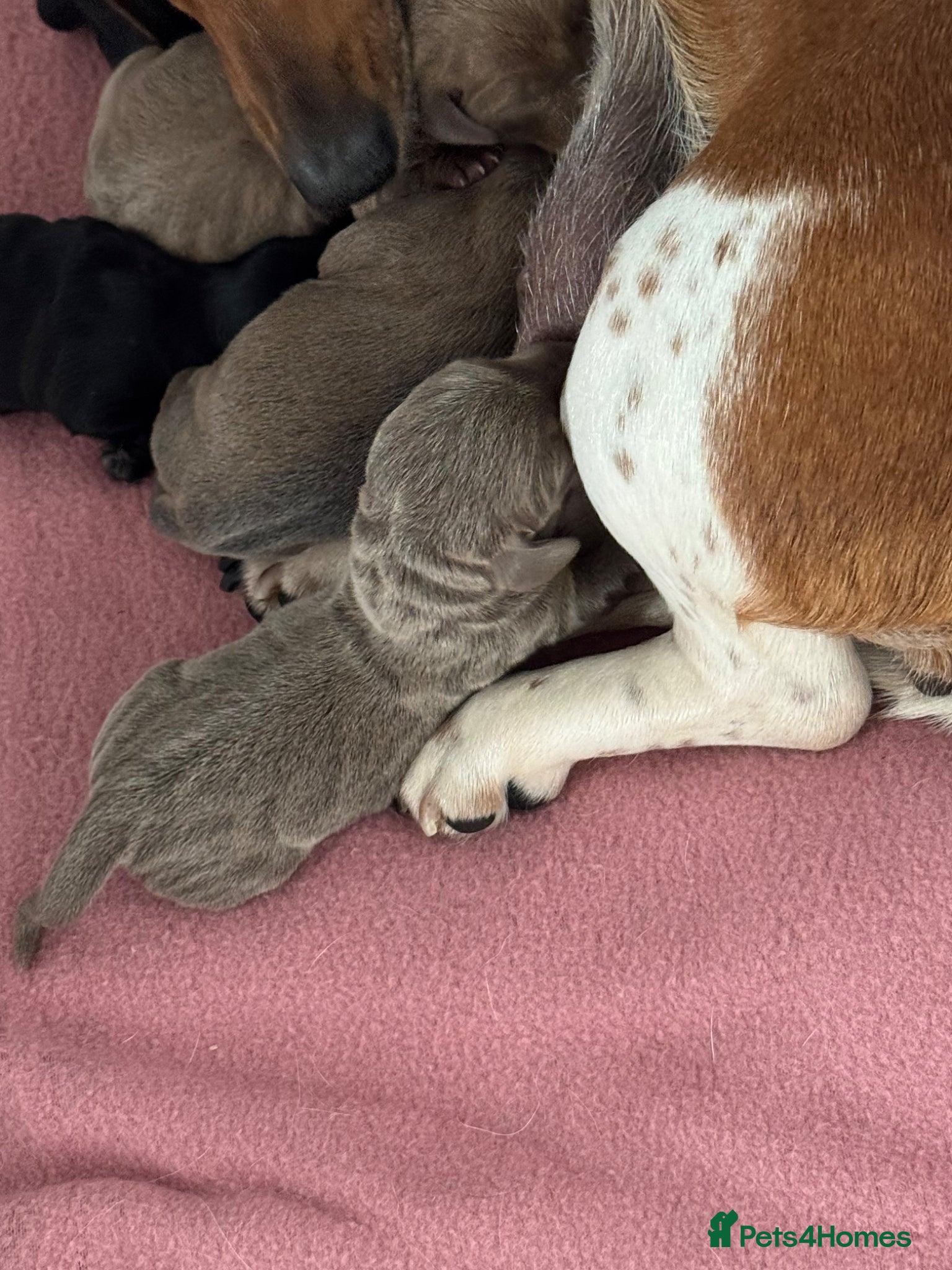 Miniature Dachshund dogs for stud: KC Registered Isabella & Tan Stud in Keighley - Advert 9