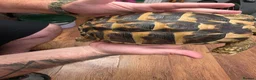 Hermann Tortoise reptiles for sale: Fully sized Hermann tortoise  - Advert 5
