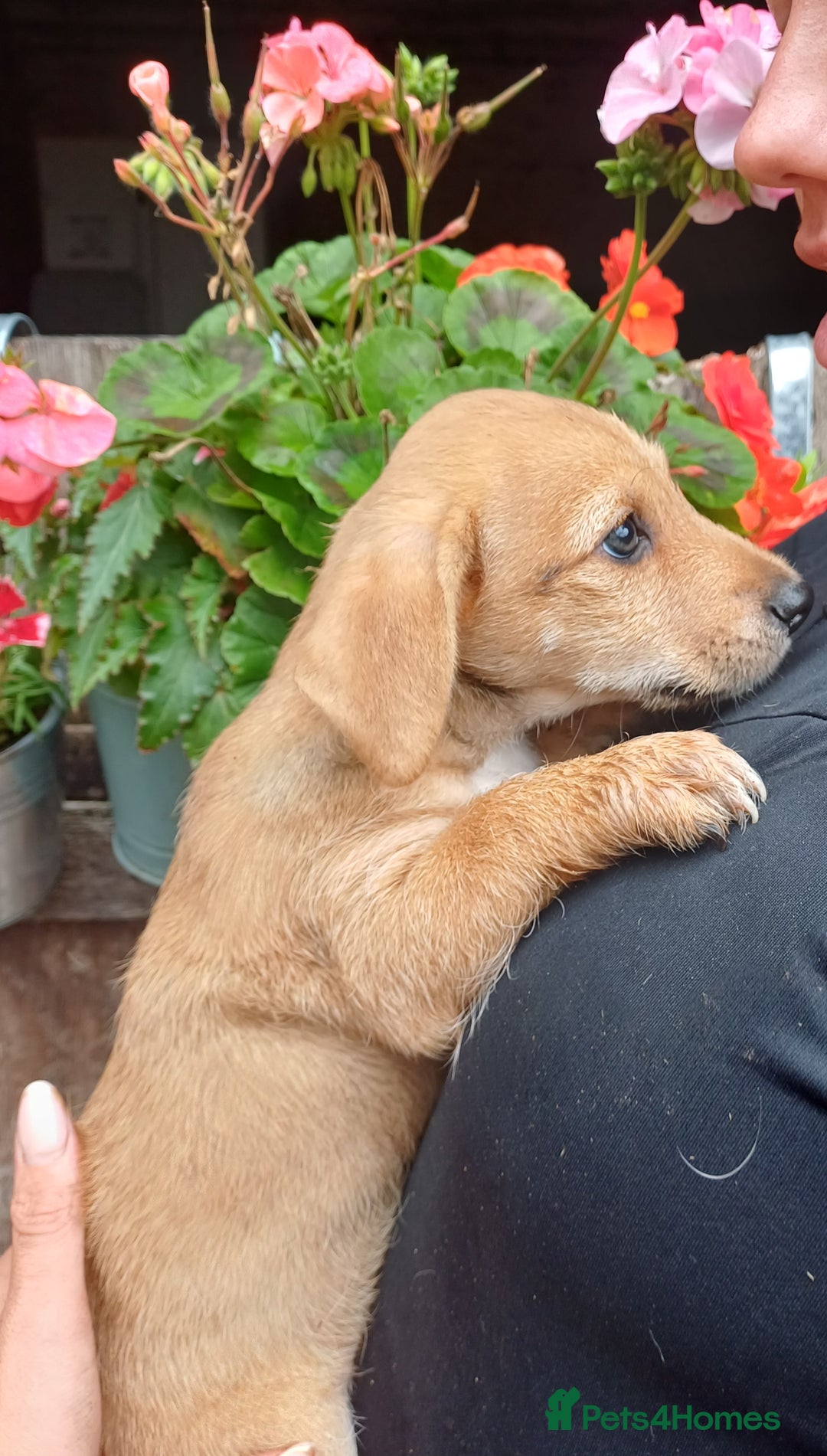Jack Russell dogs for sale: Adorable Jack Russel Puppies  - Image 10