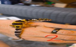 Gecko reptiles for sale: Leopard geckos and pictus geckos - Image 3