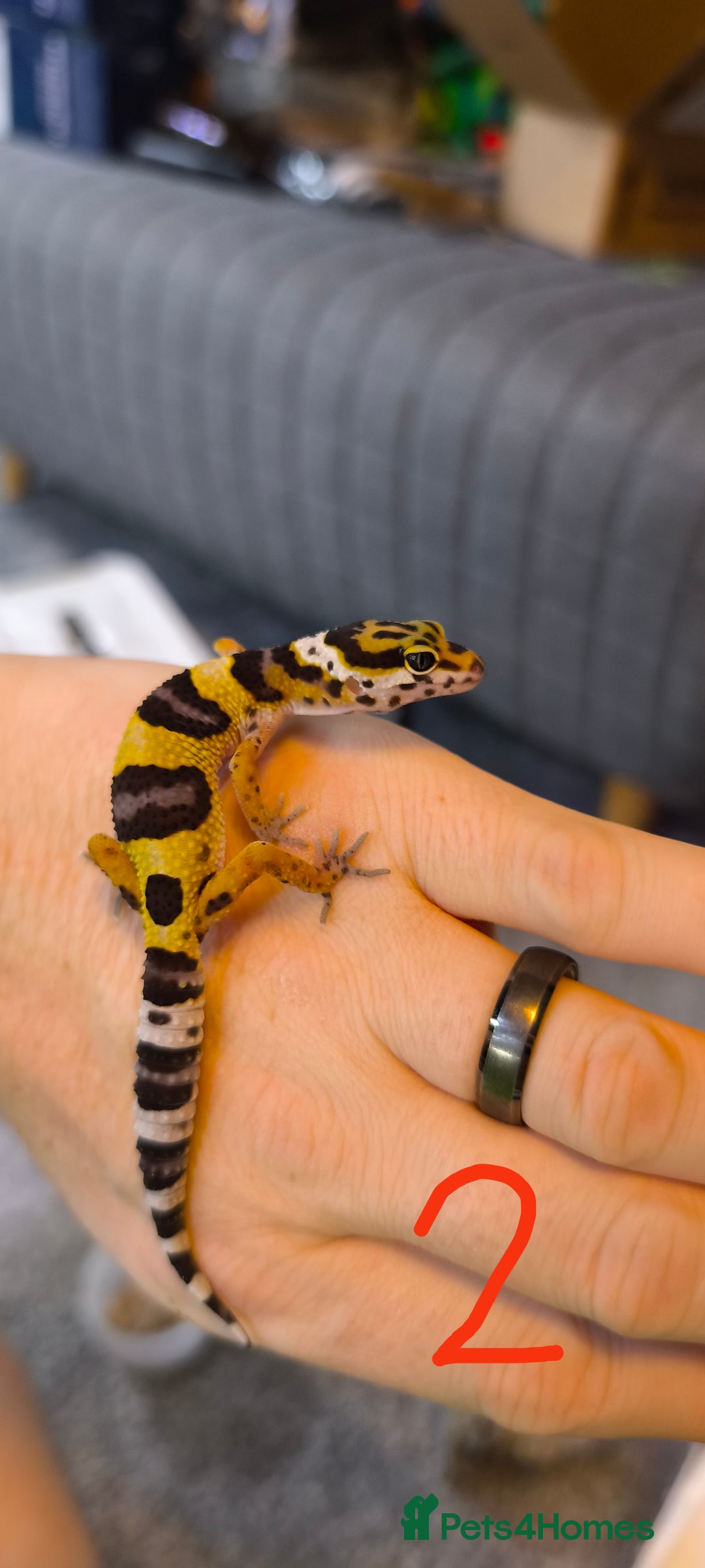 Gecko reptiles for sale: Leopard geckos and pictus geckos - Image 3