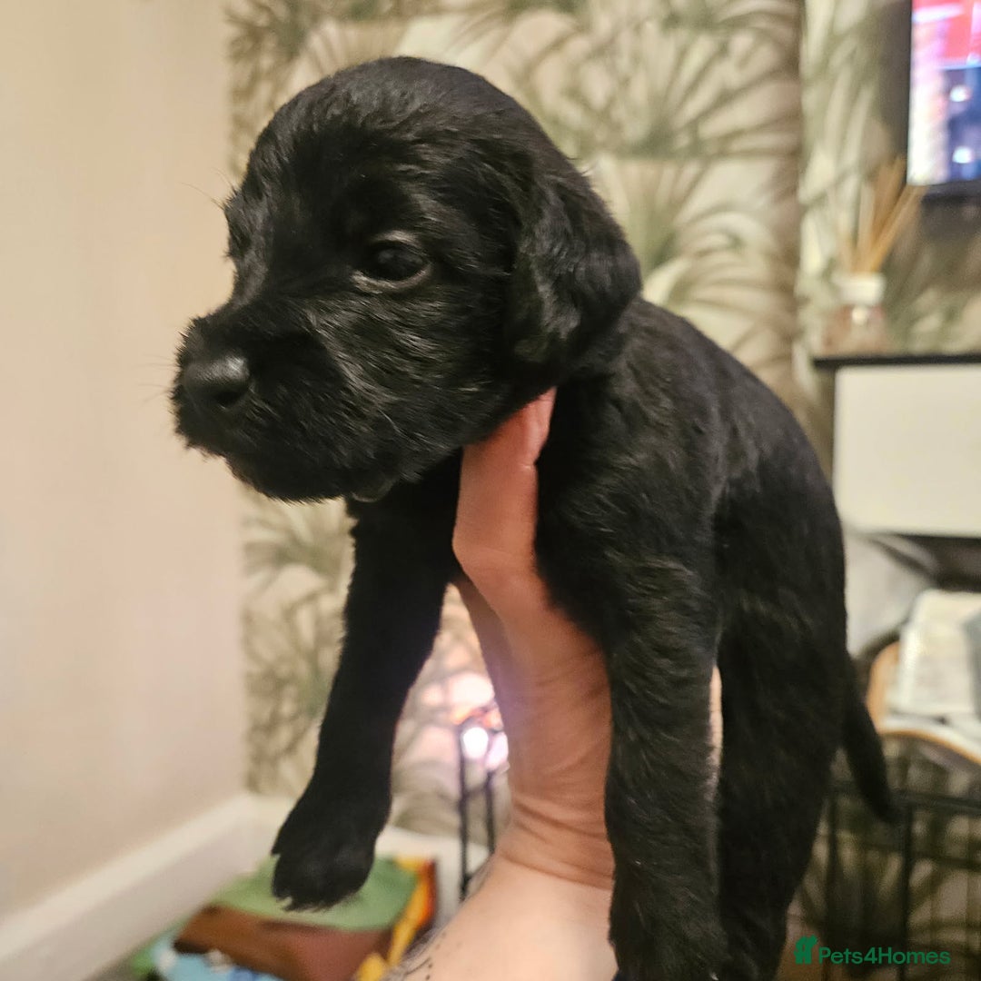 Bedlington Terrier dogs for sale: Bedlington whippet  - Advert 7