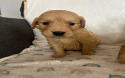 Golden Retriever dogs for sale: Beautiful golden retriever litter 🐶⭐️ - Image 16