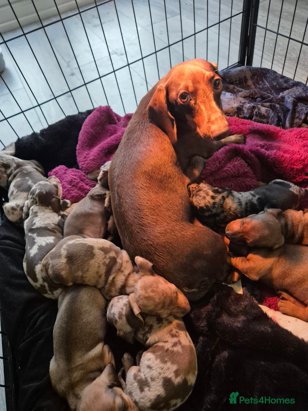 Miniature Dachshund dogs for sale: Looking for their forever 🏡 - Image 1