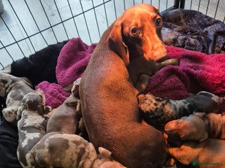 Miniature Dachshund dogs - Advert 29