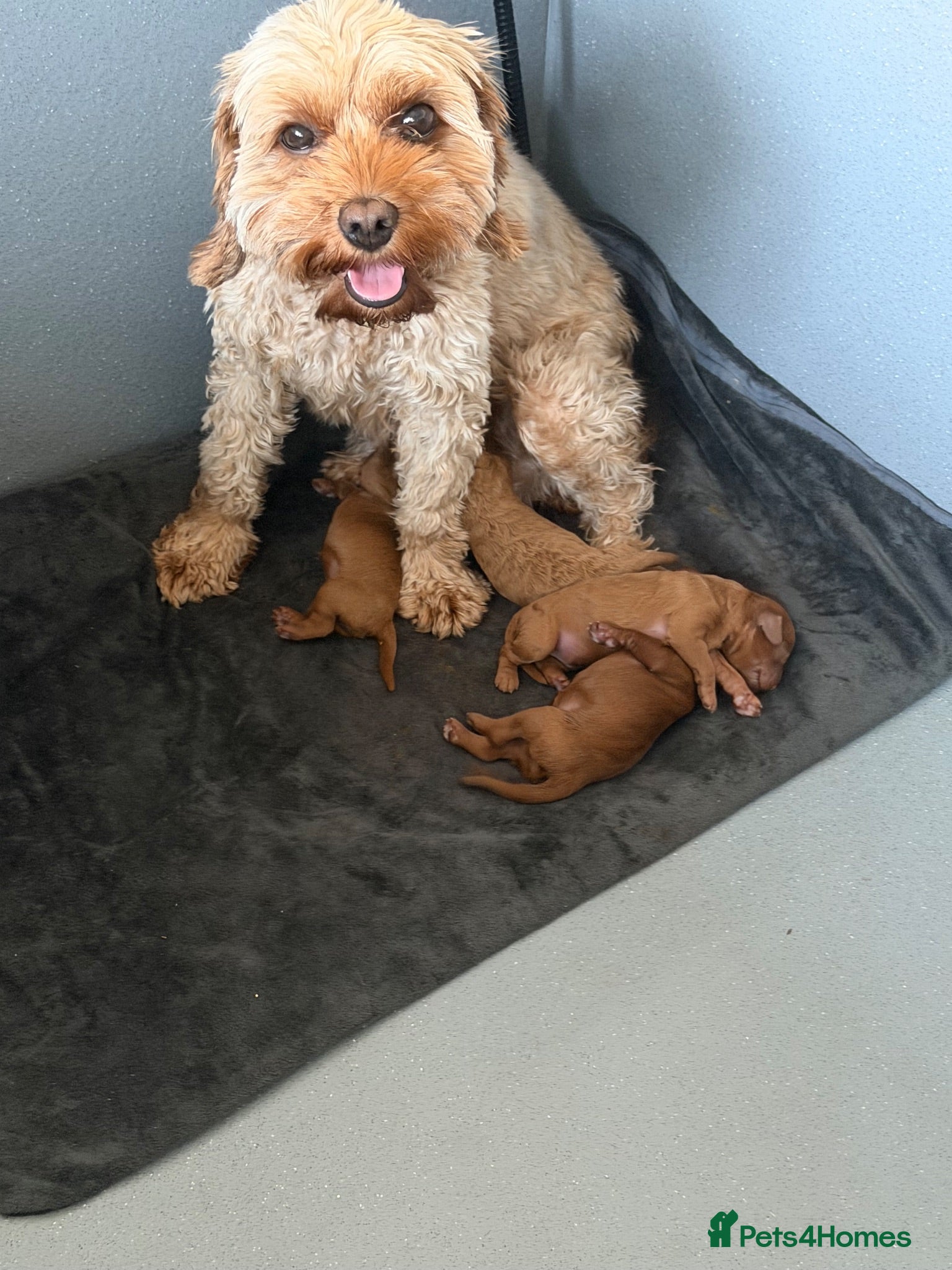 Cavapoo dogs F1b fox red Cavapoos  - Advert 1