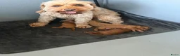 Cavapoo dogs for sale: F1b fox red Cavapoos  - Advert 6