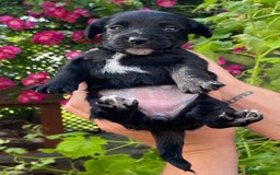 Jackapoo dogs for sale: JACKAPOO PUPPIES  in Saint Austell - Image 5