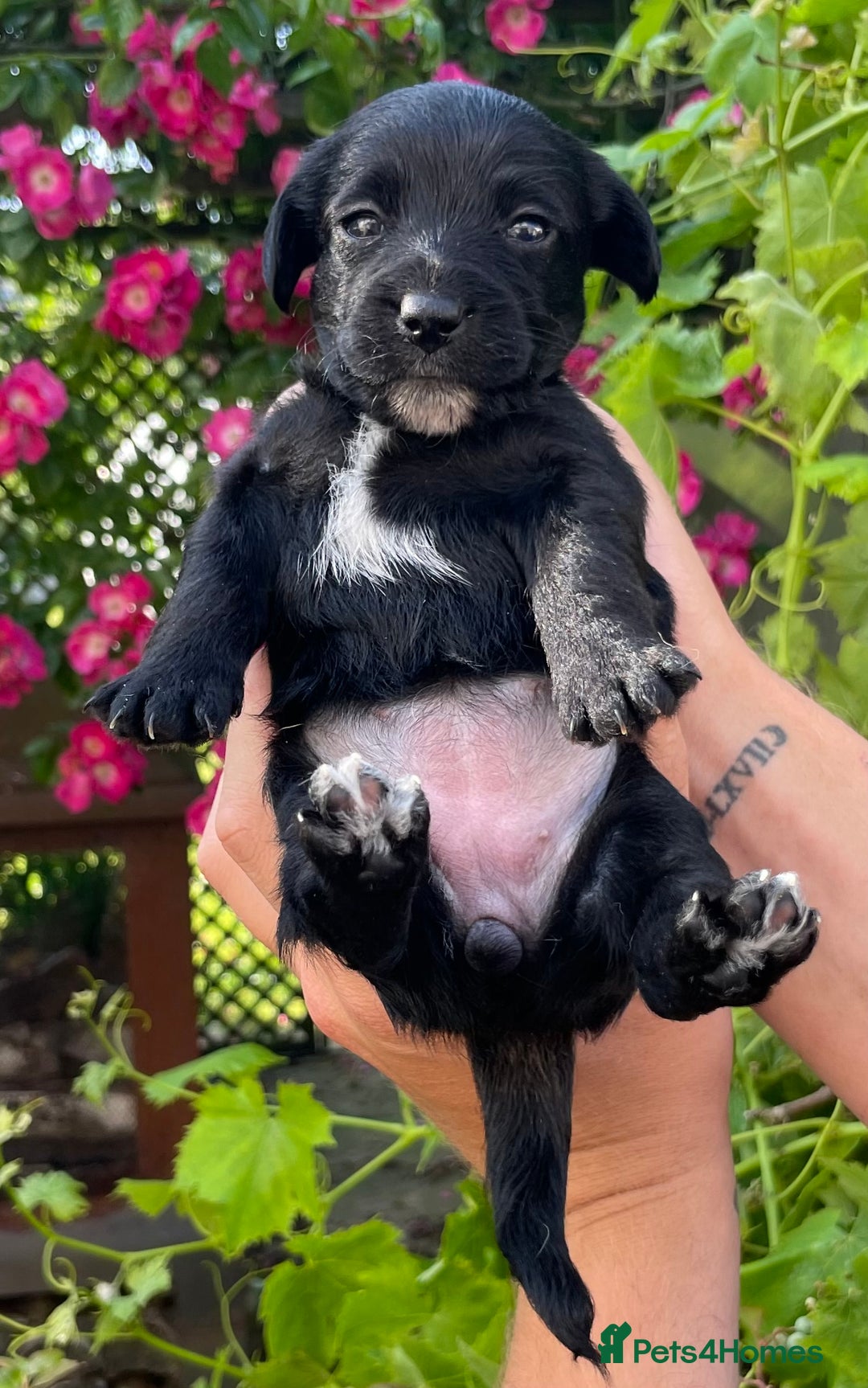 Jackapoo dogs for sale: JACKAPOO PUPPIES  in Saint Austell - Image 5