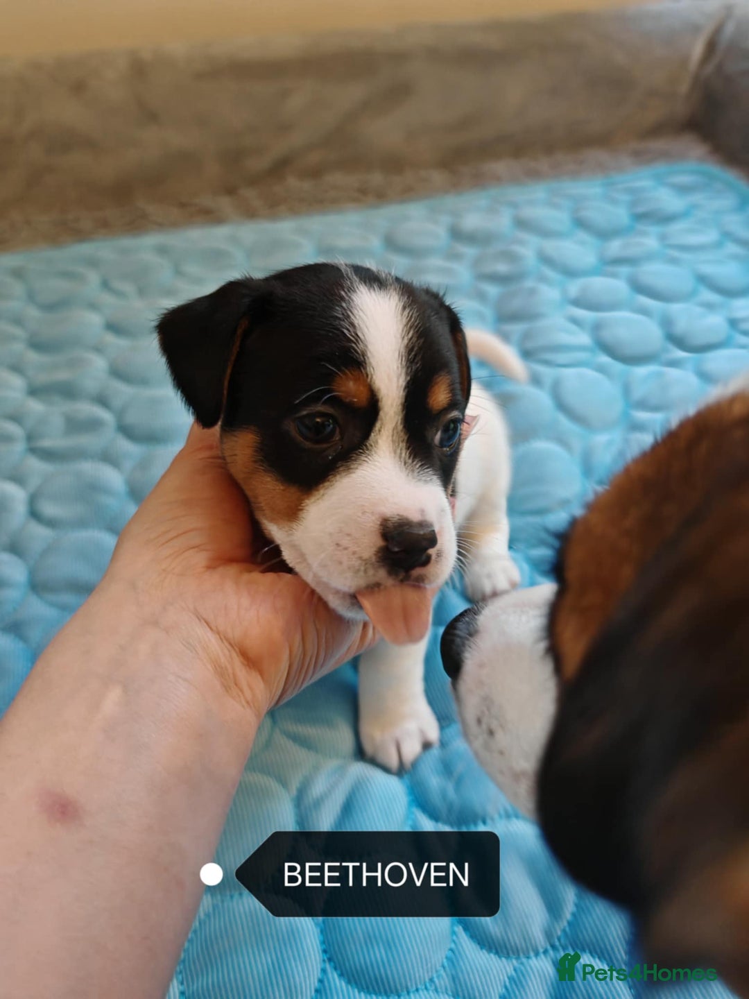 Jack Russell dogs for sale: Jack Russell puppies,Parents reg.Kennel club, - Image 21