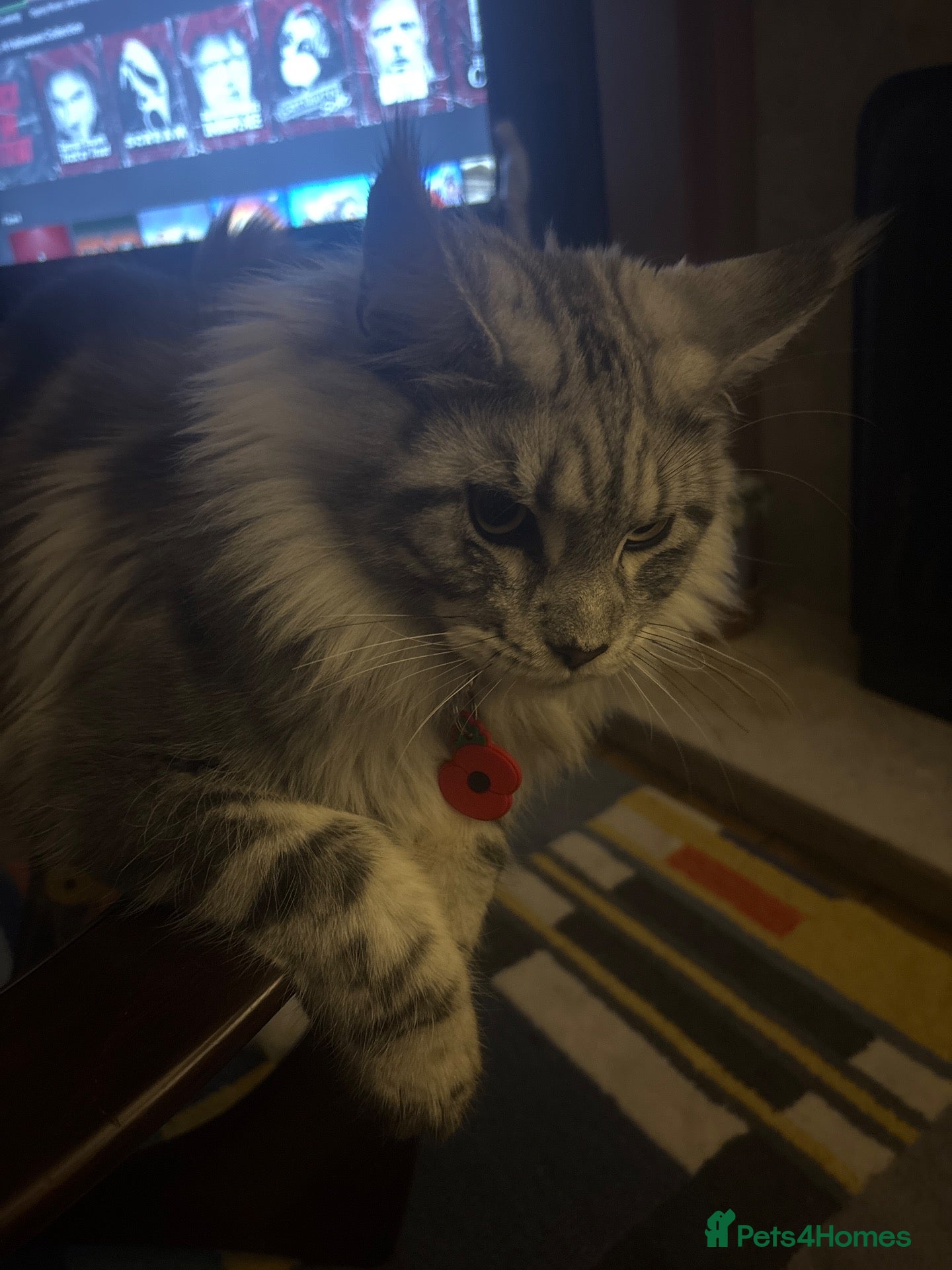 Maine Coon cats for stud: Russian XL main coon - Advert 6