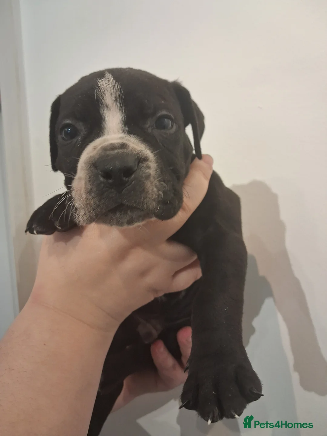 Mixed Breed dogs for sale: Alapaha Blue Blood Bulldog X Cane Corso Puppies  - Advert 22