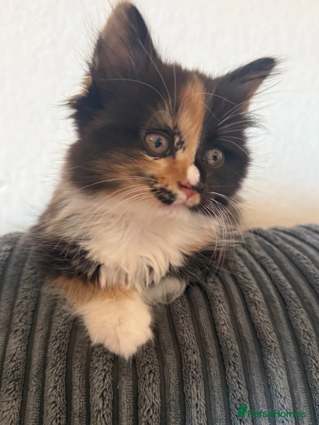 Mixed Breed cats for sale: Merlin - Advert 1