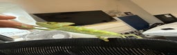 Chameleon reptiles for sale: Yemen / Veiled Chameleon  - Advert 2