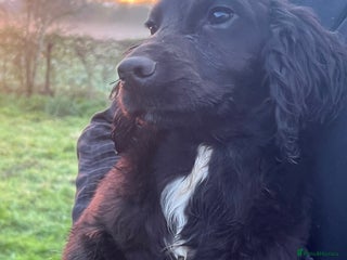 Cocker Spaniel dogs Ready now stunning working cocker spaniel male - Advert 10