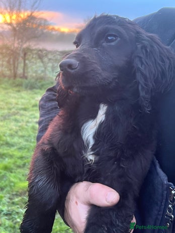 Cocker Spaniel dogs Ready now stunning working cocker spaniel male - Advert 9