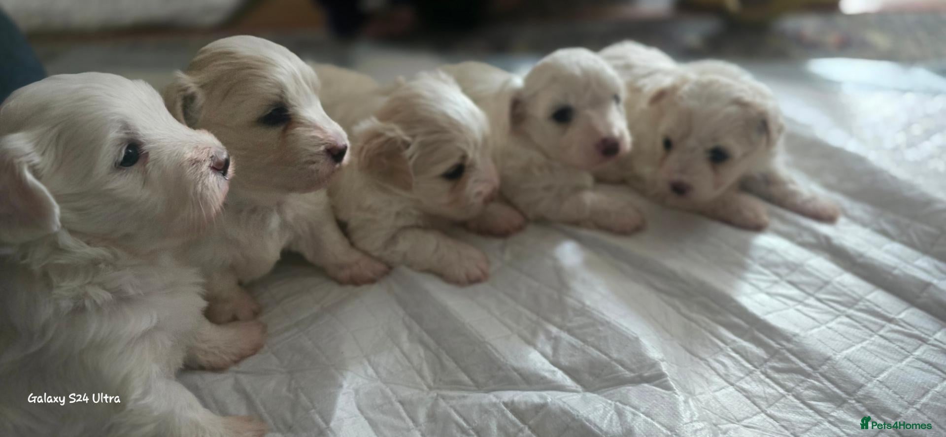 Bichon Frise dogs Bichon Maltese - Advert 2