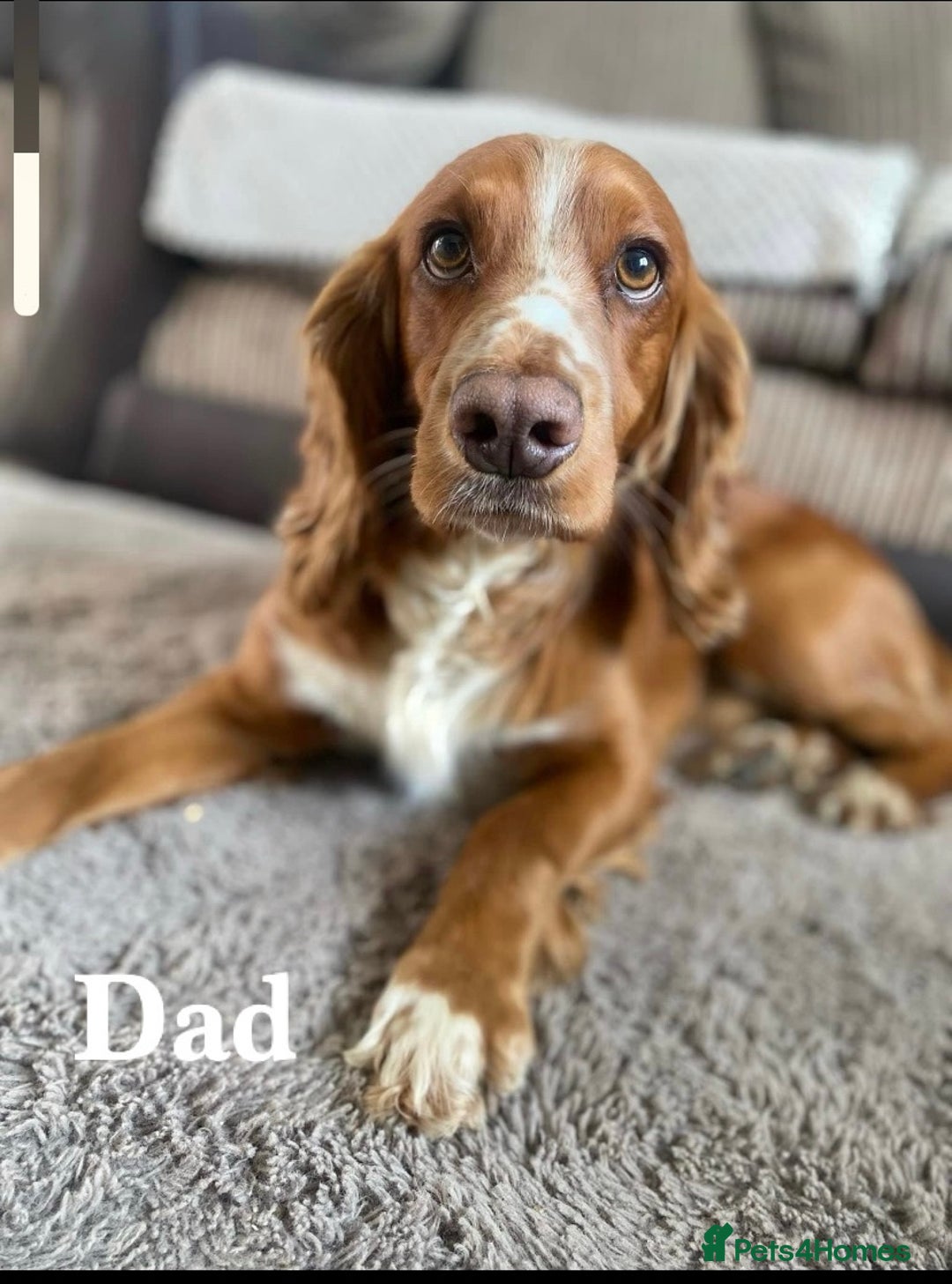 Cocker Spaniel dogs for sale: Beautiful KC Registered Working Cocker Spaniels  - Image 5