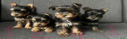 Yorkshire Terrier dogs for sale: Toy size pedigree Yorkie pups.  in Birmingham - Advert 2