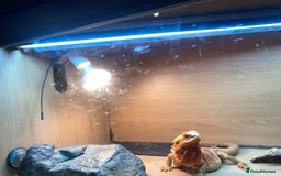 Bearded Dragon reptiles for sale: Bearded dragon for sale  - Advert 2