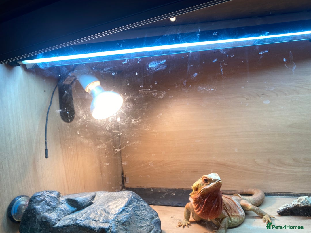 Bearded Dragon reptiles for sale: Bearded dragon for sale  - Advert 2