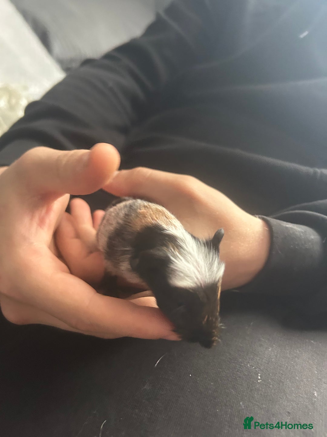 Guinea Pig rodents for sale: 3 baby American crested Guinea pigs  - Image 14