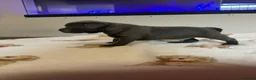 Staffordshire Bull Terrier dogs for sale: BEAUTIFUL BLUE STAFFY PUPPIES  - Advert 17