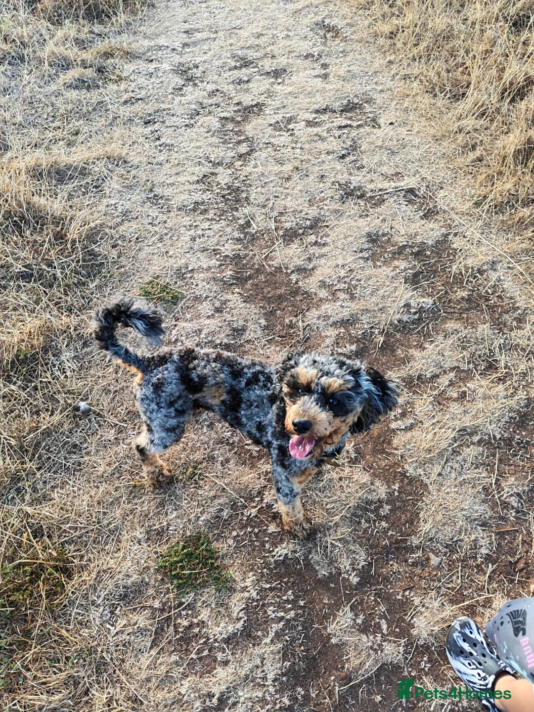 Cockapoo dogs for sale: Merle cockapoo  - Advert 4