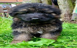 German Shepherd dogs for sale: German Shepard Long haired puppies - Image 8