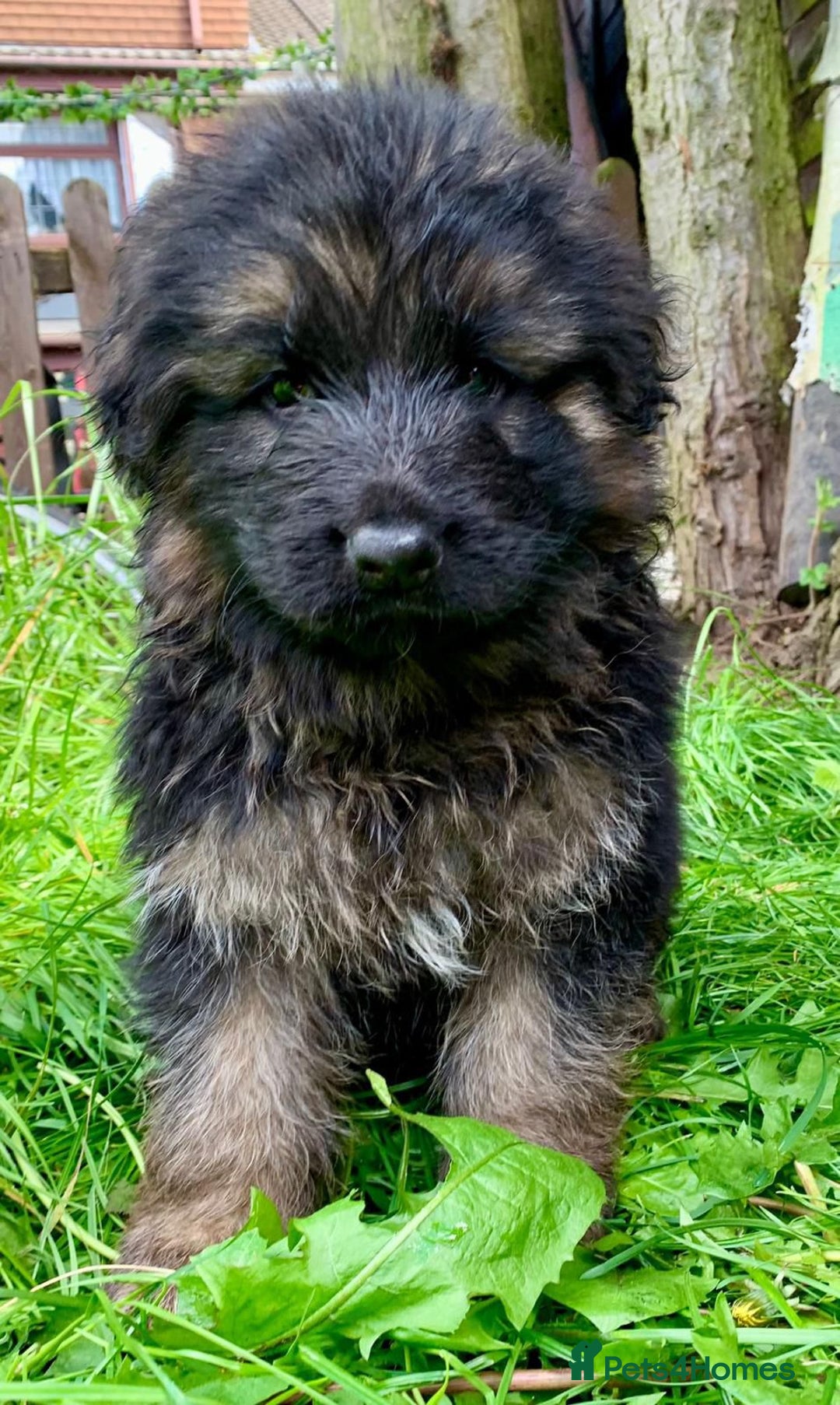 German Shepherd dogs for sale: German Shepard Long haired puppies - Image 8