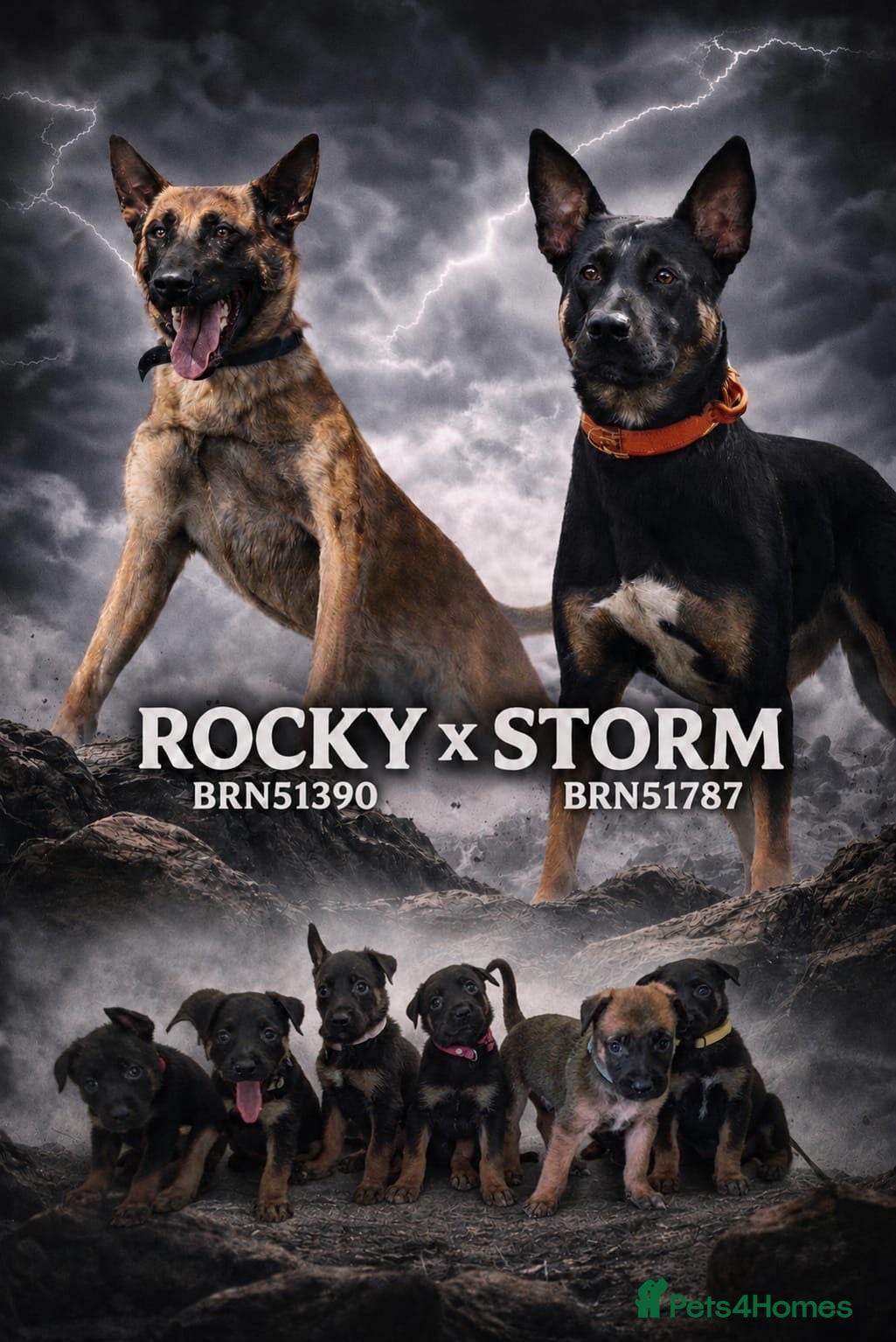 Belgian Shepherd Dog dogs Dutch Shepherd Puppies for Sale – Black Brown - Advert 2