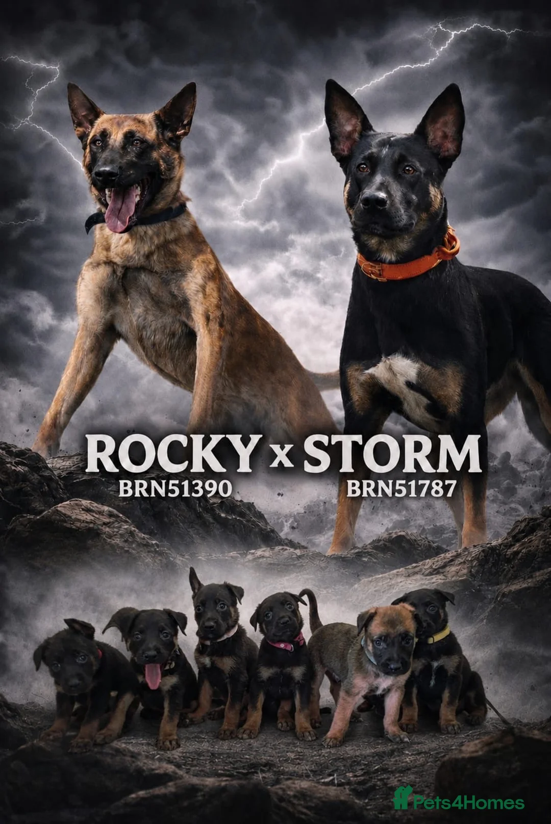 Belgian Shepherd Dog dogs for sale: Dutch Shepherd Puppies for Sale – Black Brown - Advert 1
