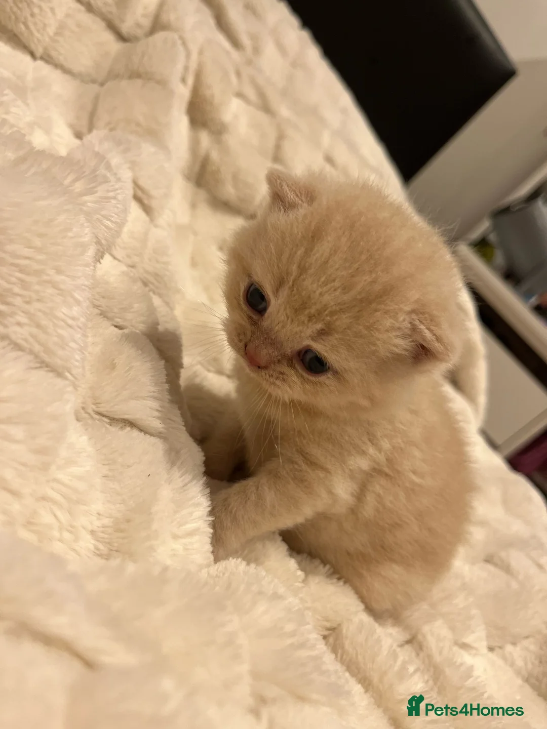 British Shorthair cats for stud: Lilac GCCF active stud Manchester  in Manchester - Advert 16