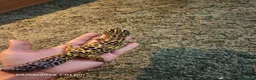 Gecko reptiles for sale: Leopard Geko & Enclosure  - Advert 4