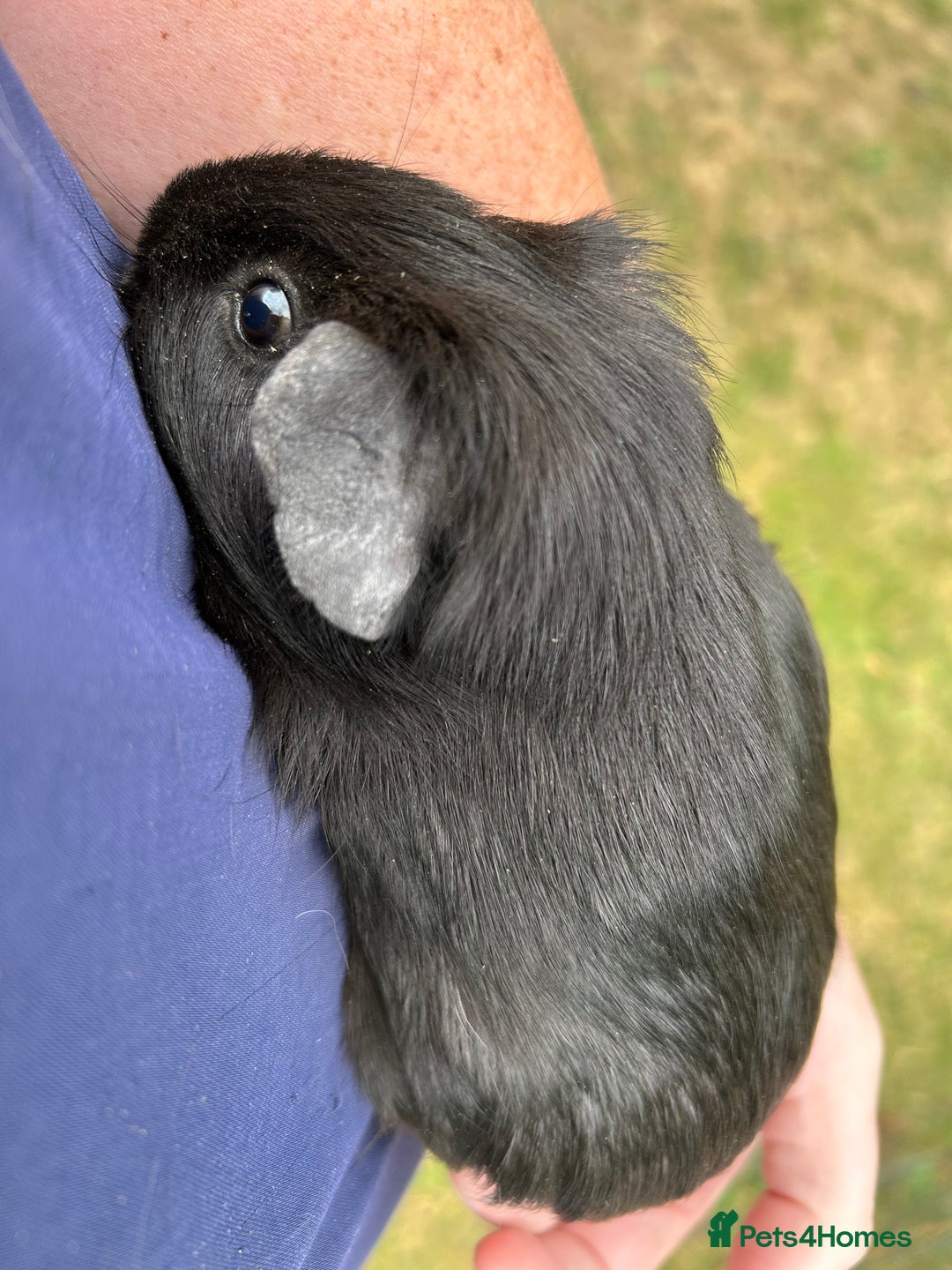 Guinea Pig rodents for sale: 4 gorgeous male guinea pigs available - Image 9