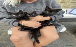 Mixed Breed cats for sale: 3 Beautiful, Friendly kittens  - Image 4