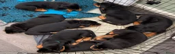 Rottweiler dogs for sale: Beautiful Rottweiler Puppies Available  - Advert 18