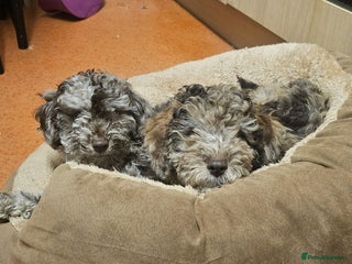 Miniature Poodle dogs Mini poodle for sale - Advert 18