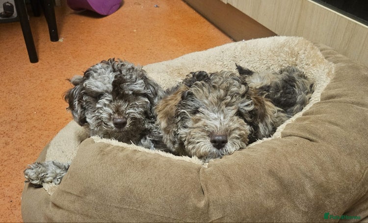 Miniature Poodle dogs Mini poodle for sale - Advert 6