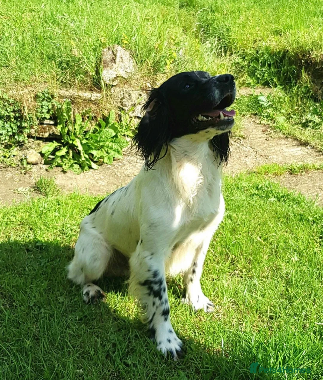 English Springer Spaniel dogs for stud: ⭐️🏆Handsome Health Tested B&W Stud⭐️🏆 in Malmesbury - Advert 2