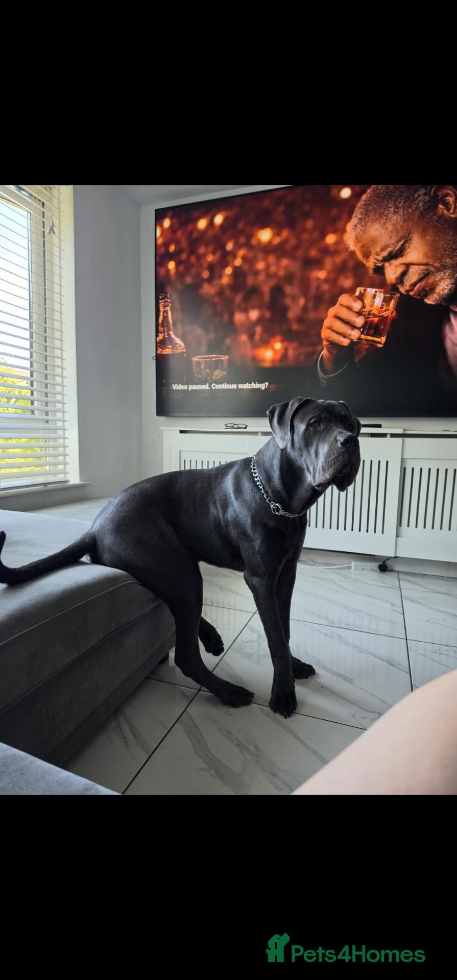 Cane Corso dogs for sale: Cane corso  - Advert 3