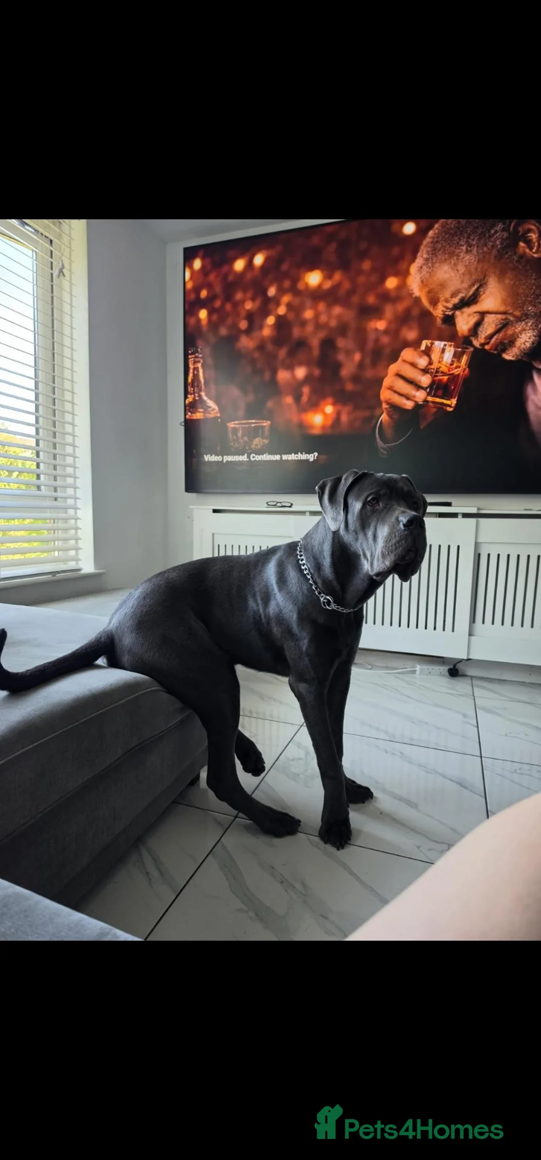 Cane Corso dogs for sale: Cane corso  - Advert 1