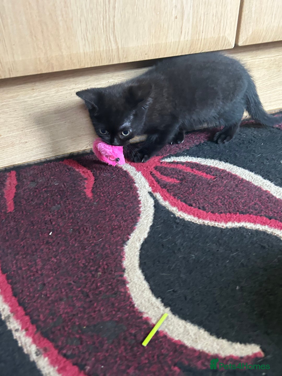 British Shorthair cats for sale: 3 Beautiful kittens  - Image 10