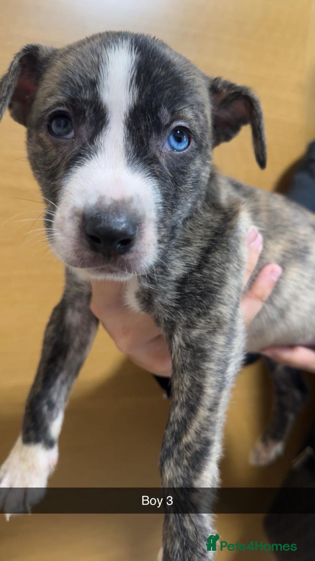 Mixed Breed dogs for sale: Puppies for sale  - Image 4